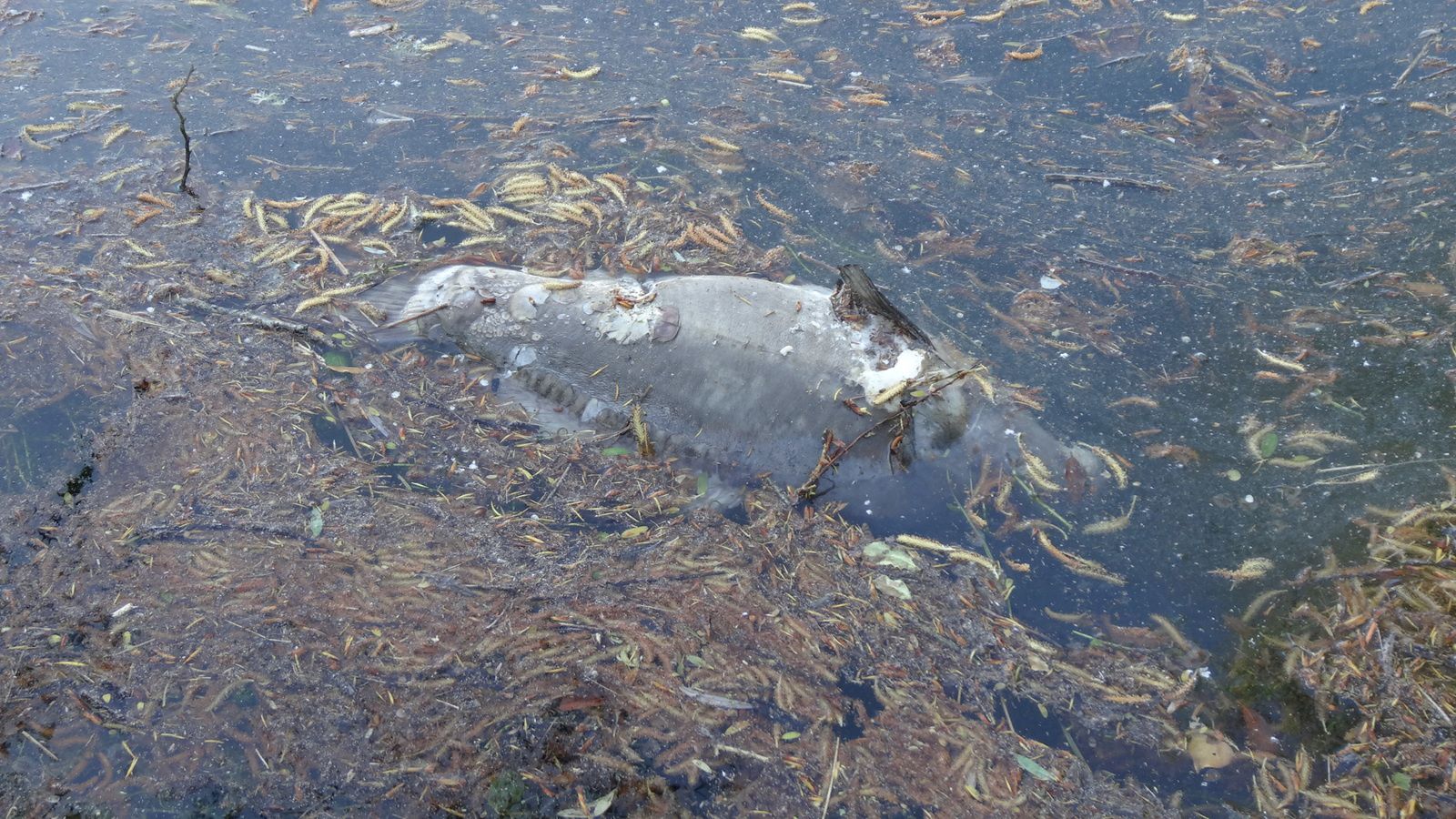 Quatre carpes mortes collectées, ce jour, par la fédération départementale de pêche de Haute-Garonne