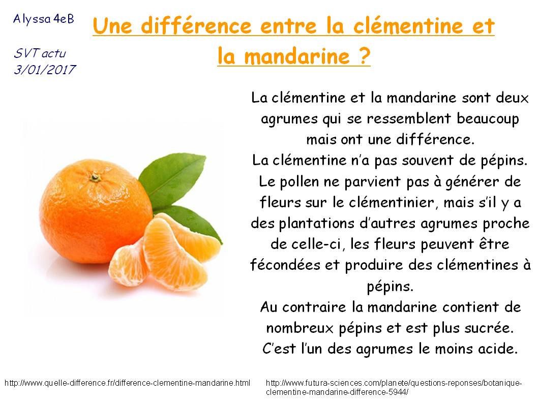 difference clementine and mandarin difference clementine and mandarin