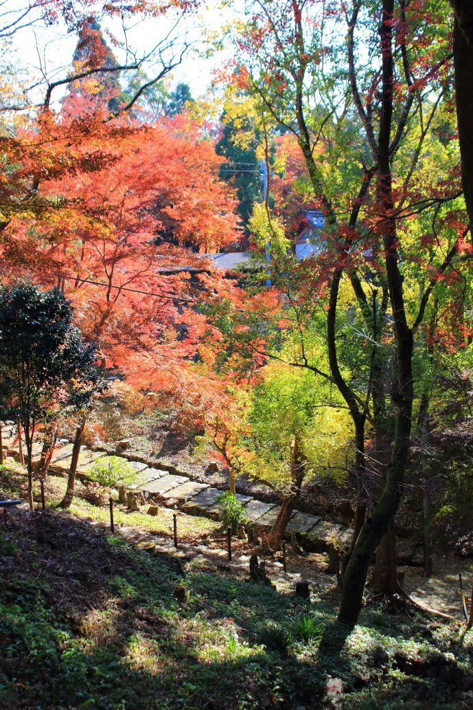 L'automne  au temple Jôkô-ji