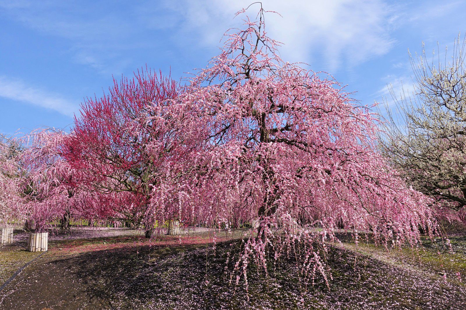 Festival des pruniers 2020 : Suzuka Forest Garden