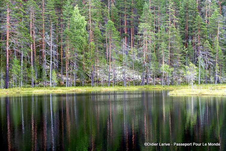 Forêt finlandaise