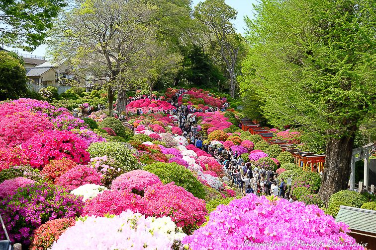 SANCTUAIRE DE NEZU JINJA : BUNKYO AZAEA FESTIVAL AZALEES FLOWERS GARDEN