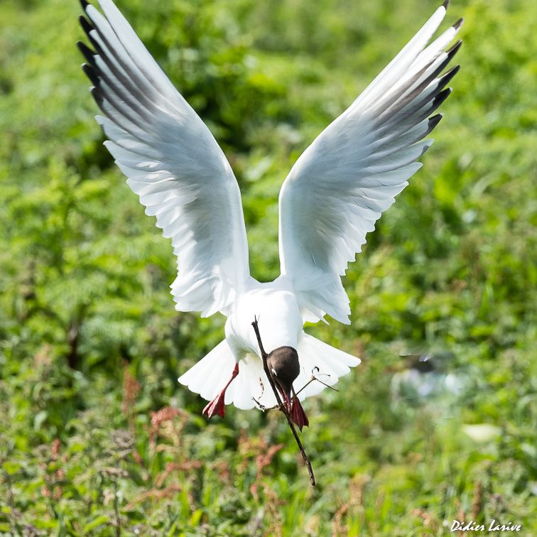 Black-headed Gull