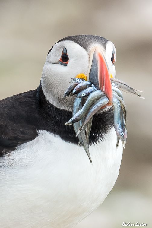 MACAREUX OISEAUX FARNE ISLANDS ECOSSE ANGLETERRE