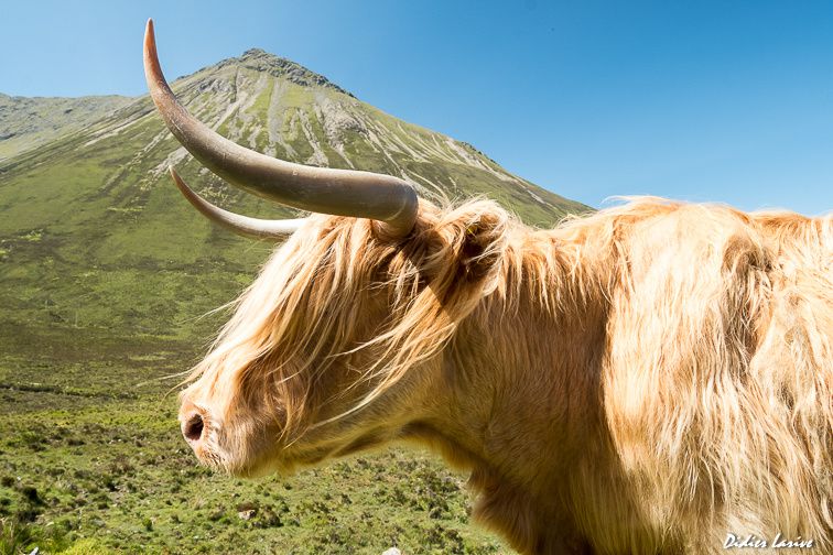 VACHE ECOSSAISE RACE HIGHLAND SCOTLAND COW 