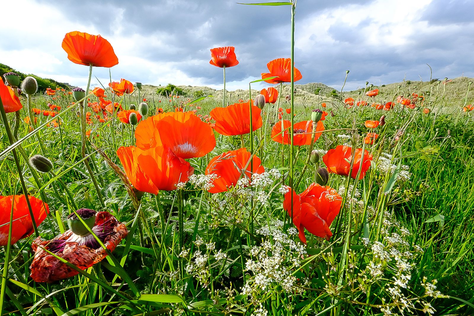 HIGHLANDS ECOSSE SCOTLAND FLOWER PAVOTS COQUELICOTS FLEURS BOUQUET FLORAL