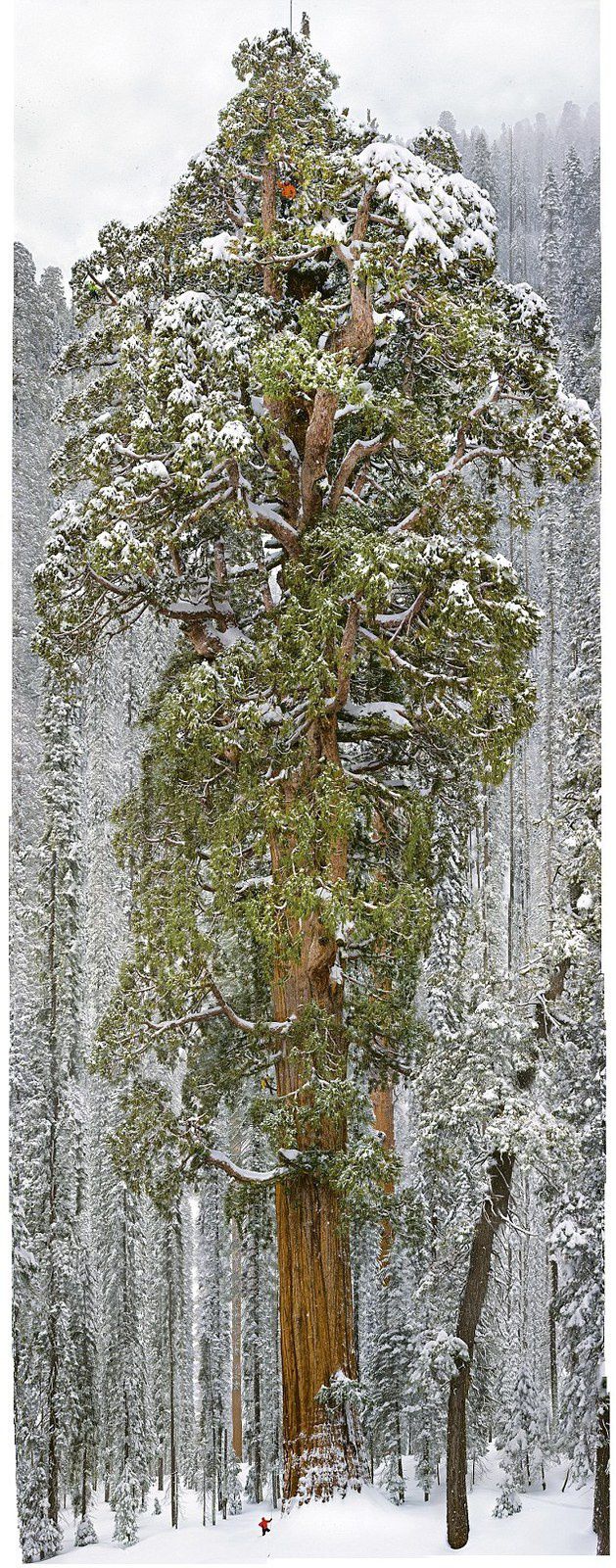 Le séquoia géant se caractérise par sa longévité Il peut atteindre plus de 3000 ans Le dernier en date répertorié surnommé "Le président"