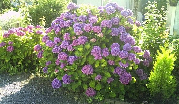 un 14 juillet 2014 en fleurs et sous le soleil