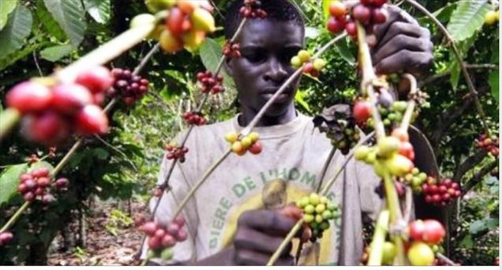 Faible production du café en Centrafrique