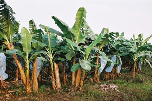 Pesticide : la Martinique empoisonnée par le chlordécone