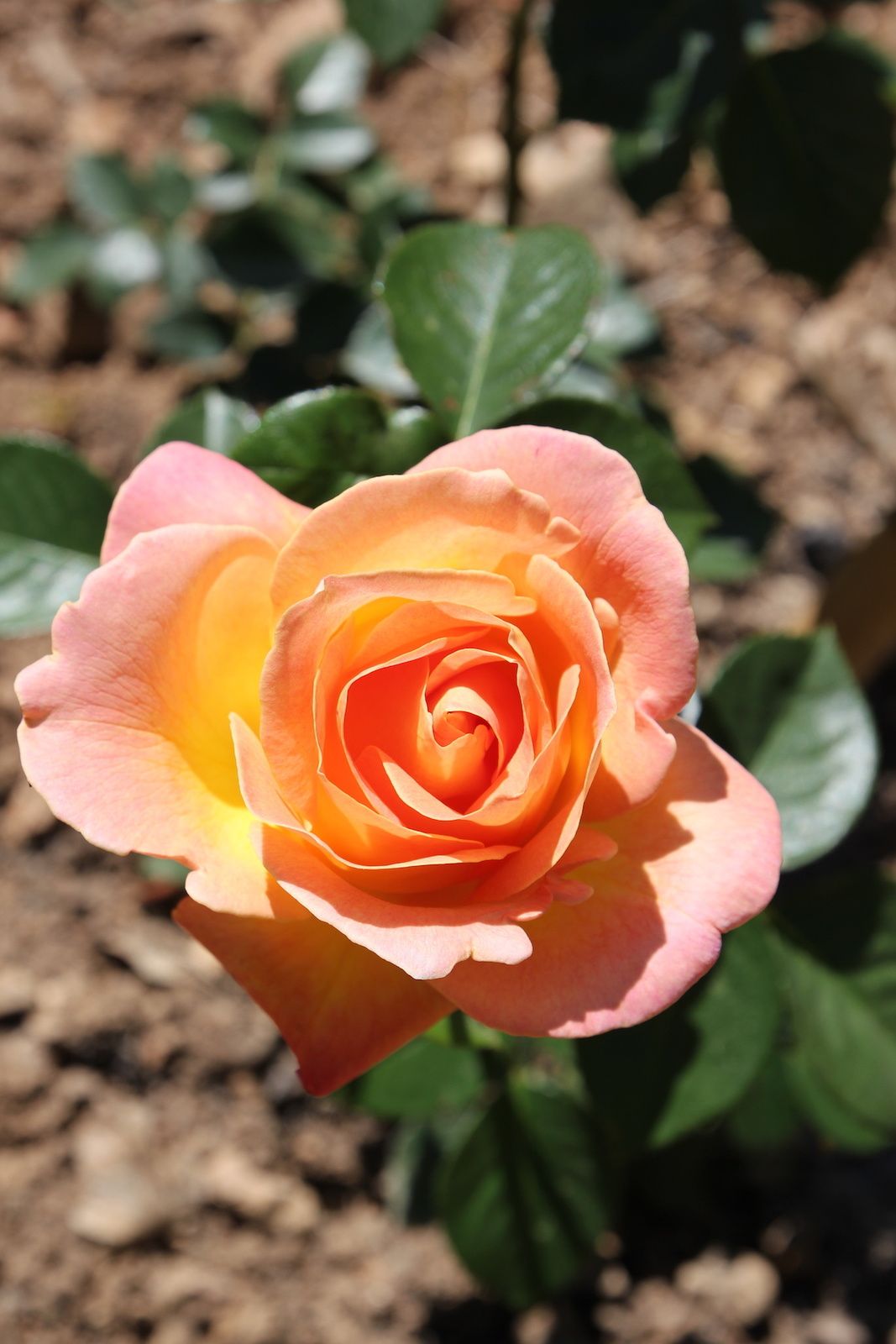 DANS LE JARDIN... - Le blog de Mémé Mounic