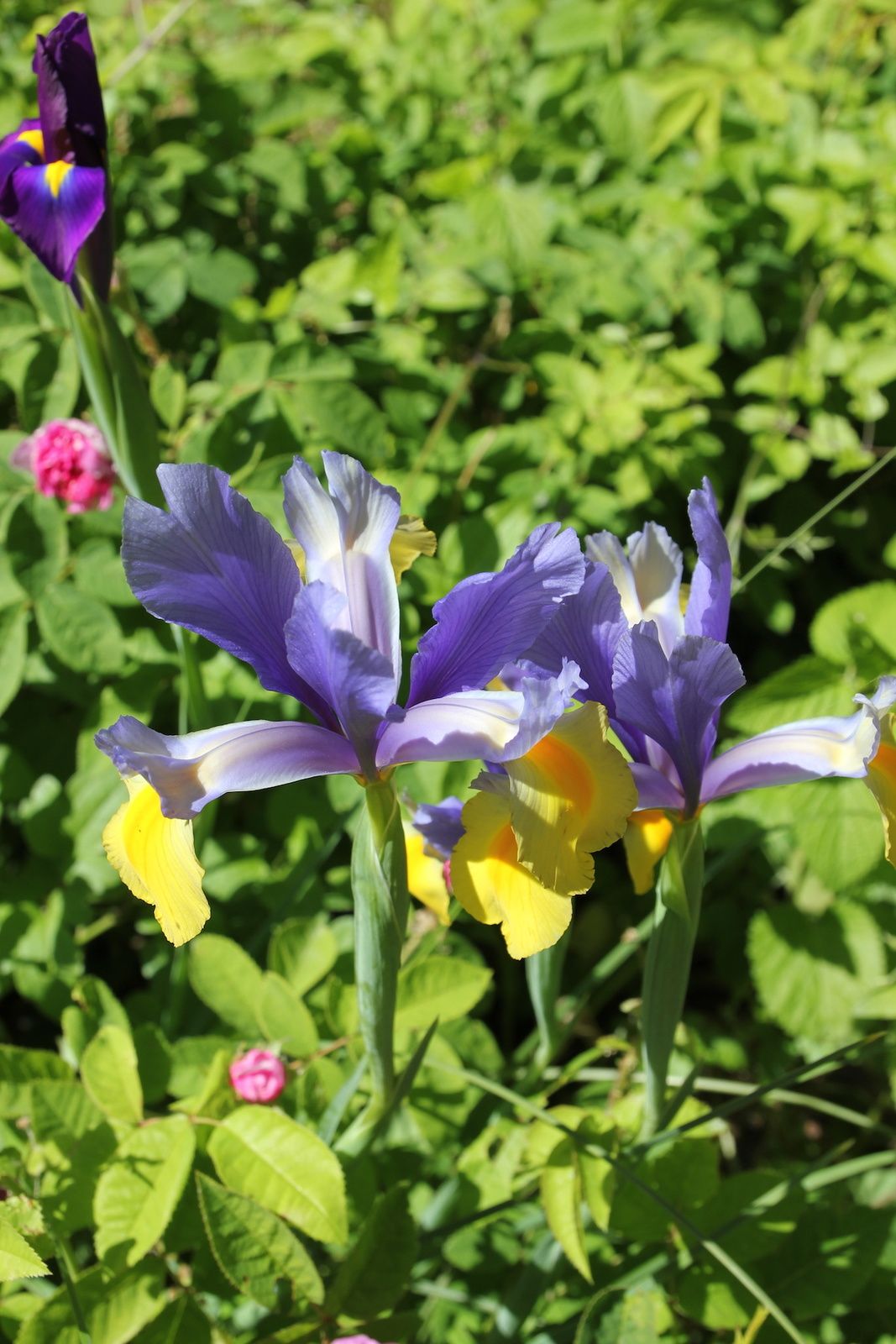 DANS LE JARDIN... - Le blog de Mémé Mounic