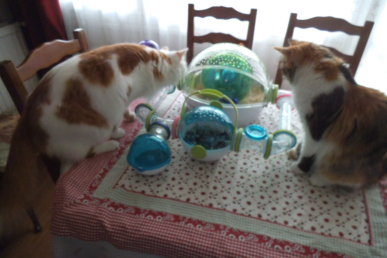 Moquette Et Les Chats Lepetitgraindeseldelaramicelle Over Blog Com