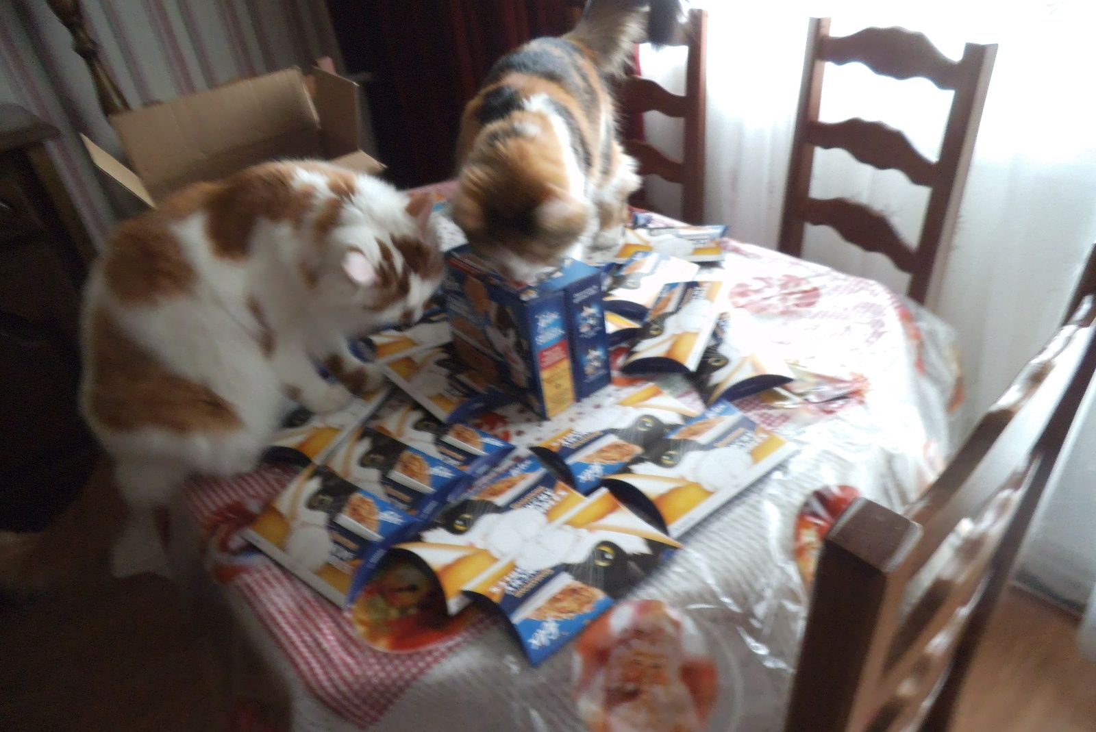 Felix Et Les Chats De La Famille Lepetitgraindeseldelaramicelle Over Blog Com