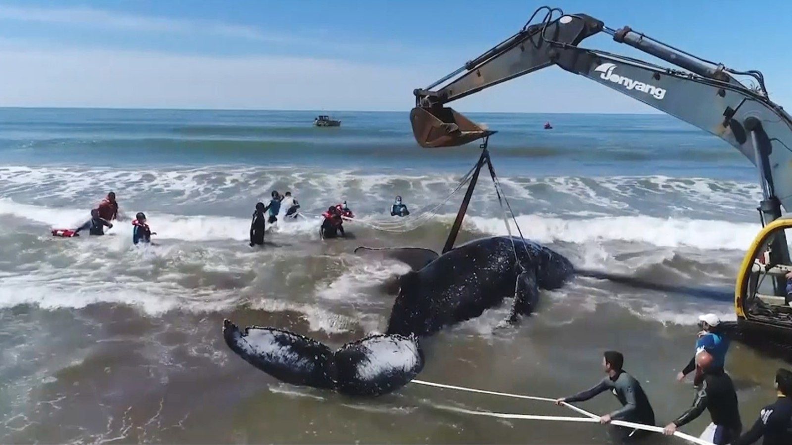 28 heures de sauvetage pour une baleine échouée (un article de Cassandre)