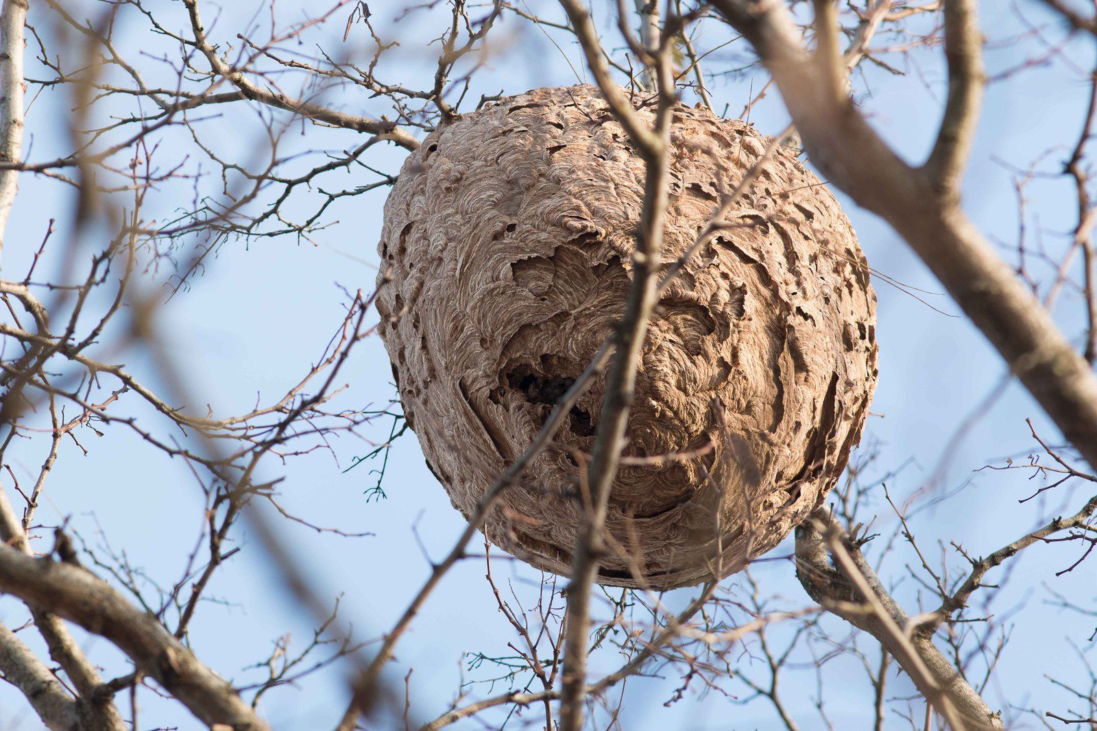 Des nids faciles à repérer en cette saison.