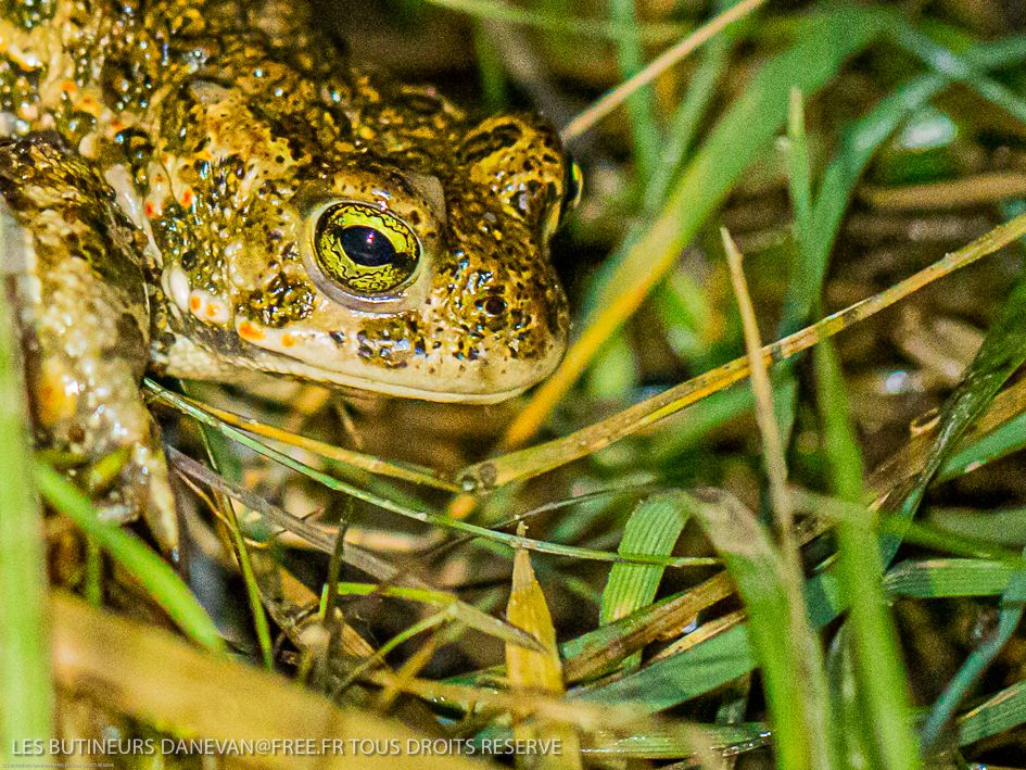 Retrait de la vegétation en 2018 par les Butineurs dans une partie de la mare pour rester cohérent avec les besoins du crapaud calamite pour sa reproduction.