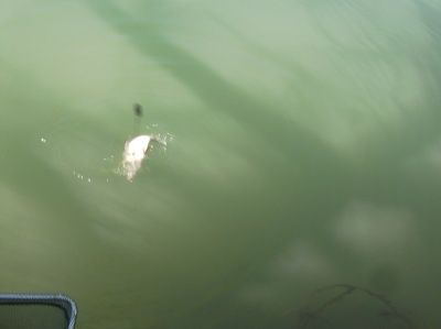 J'étais enfin remonté chercher mon épuisette ce qui m'a permis de les prendre en photo ! Dominique, ne rit pas s'il te plait ! Je sais que j'ai le mauvais défaut de ne jamais la préparer !