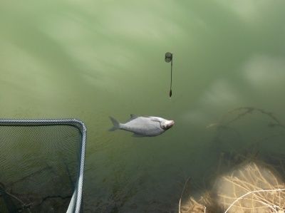 Quatre coup sur coup.