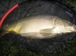 J'étais enfin remonté chercher mon épuisette ce qui m'a permis de les prendre en photo ! Dominique, ne rit pas s'il te plait ! Je sais que j'ai le mauvais défaut de ne jamais la préparer !