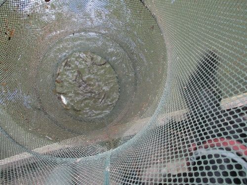 DEUXIEME DEMI-JOURNEE DE PÊCHE A LA GRAINE ET A LA BETAÏNE