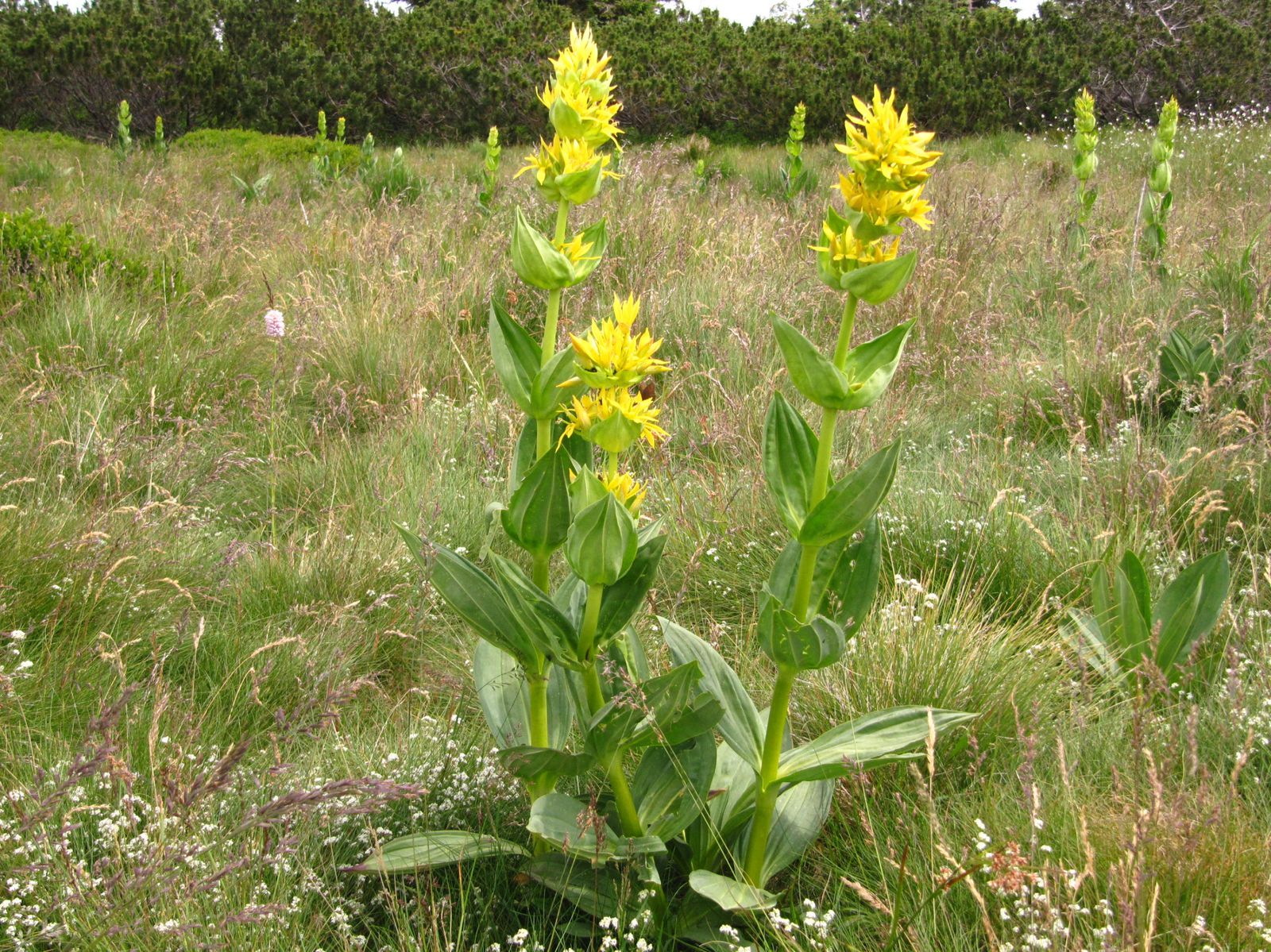 Gentiane jaune (Gentiana lutea) - Réserve naturelle du Tanet ( Vosges) - La  nature en Lorraine au fil des saisons