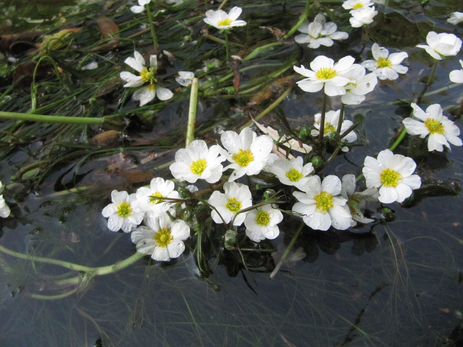 Renoncule aquatique (Ranunculus aquatilis) - La nature en Lorraine au fil  des saisons