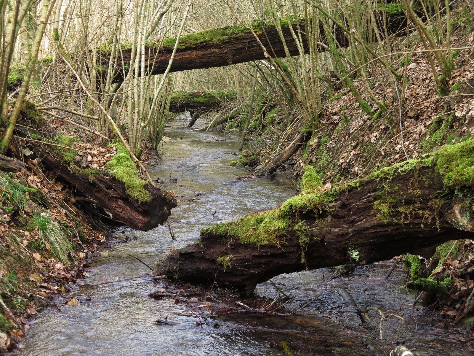 Source et ruisseau sainte Anne La nature en Lorraine au fil des saisons