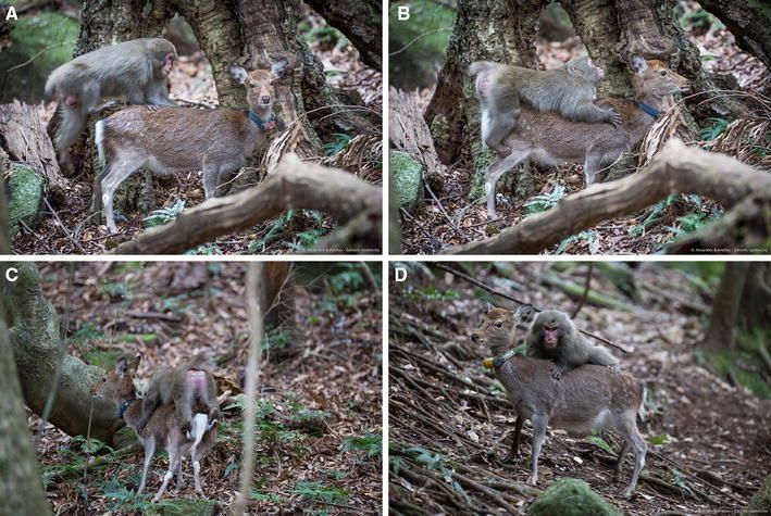 Sexual mount of a Japanese macaque male on two different deer. a–c Sequence of a sexual mount on a first deer that accepted being ridden. d The macaque tried to mount a second deer, but the latter clearly did not accept the mount