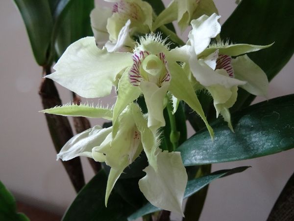 Dendrobium Grand Enchanteur
