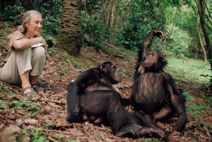 Madame Jane Goodall et deux de ses amis.