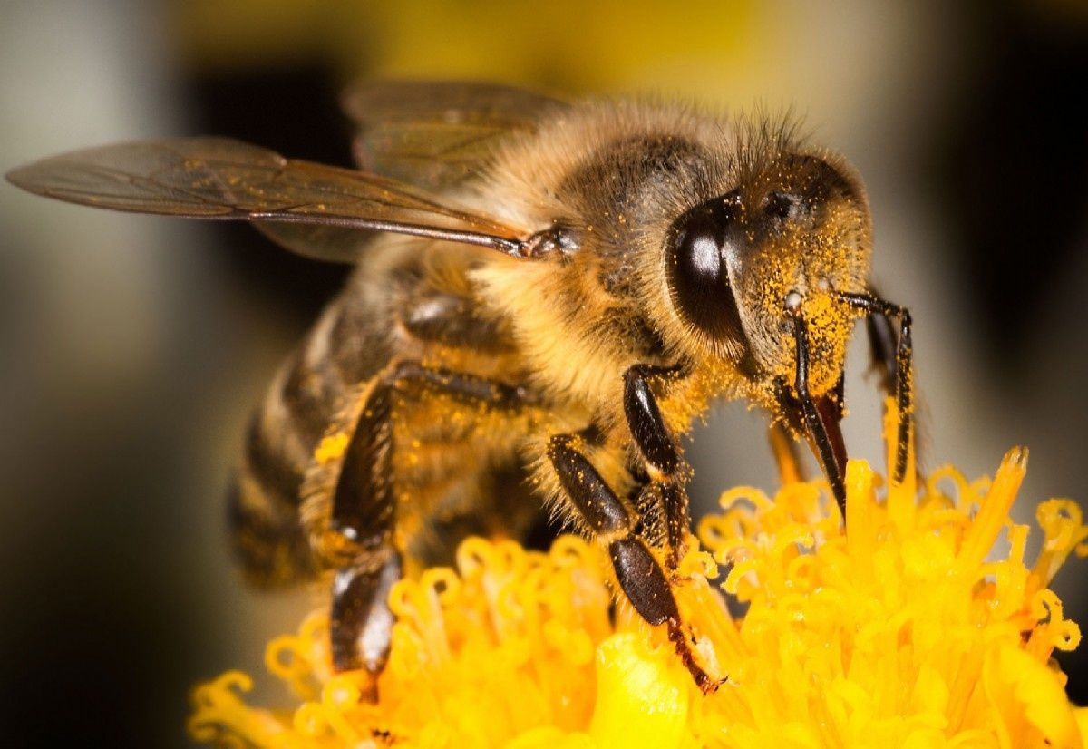 L Abeille Et La Mule Intellection L Abeille Et La Mule Intellection
