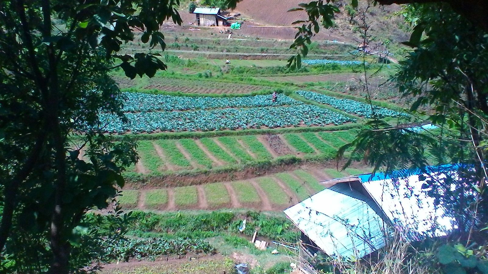 de nombreuses cultures ...