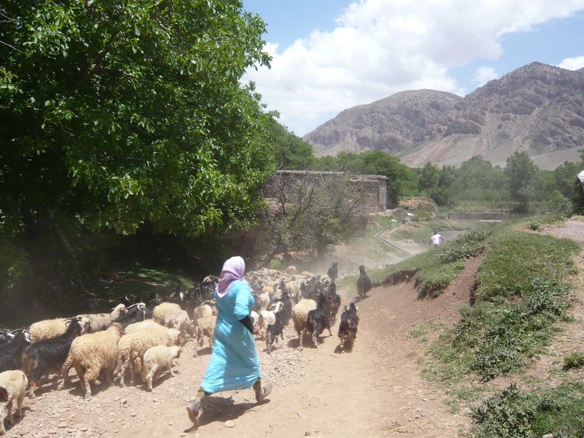 La vie des moutons au Maroc ... jusqu'à l'aïd (histoire sans parole)