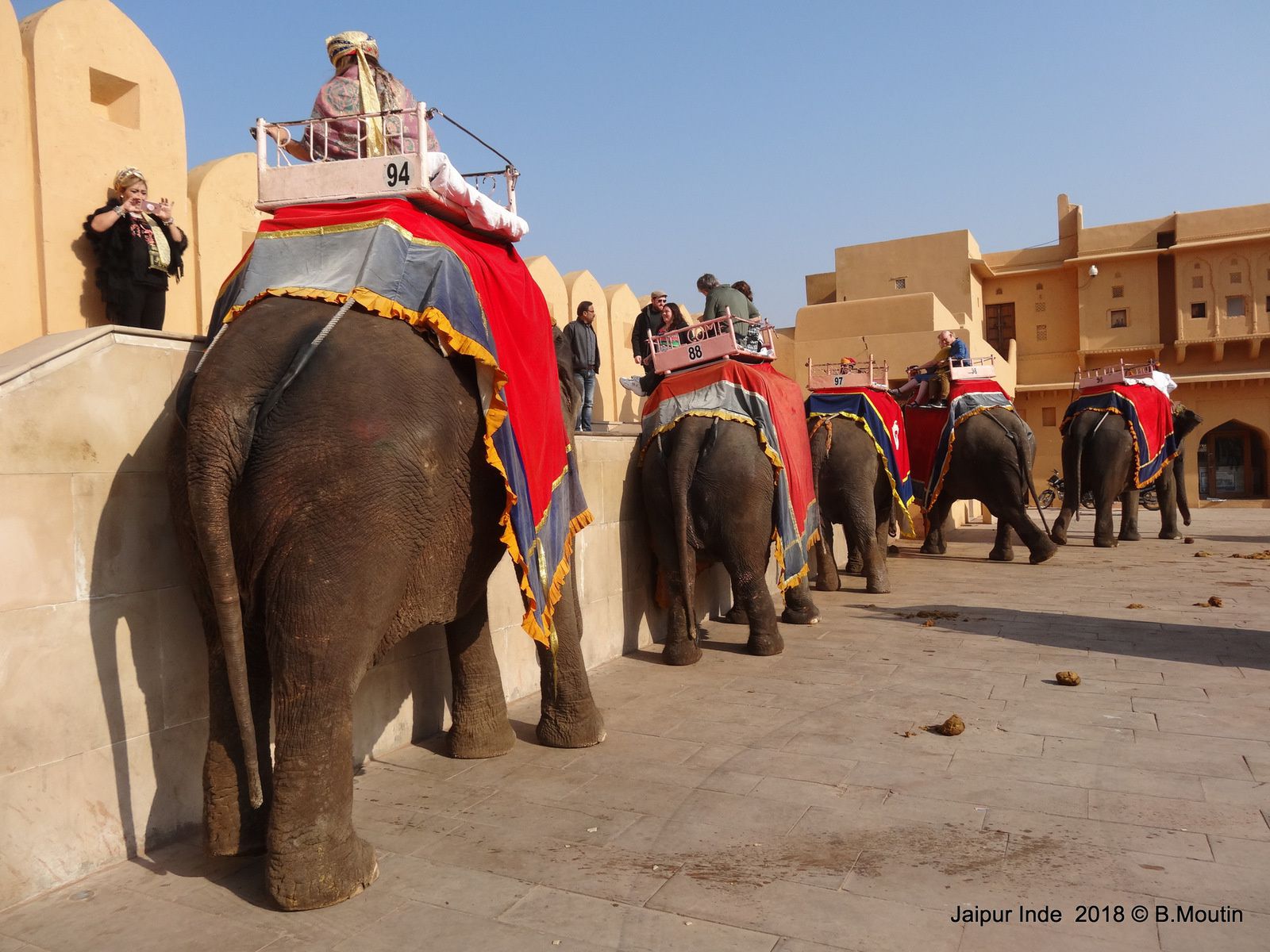 Les éléphants du Fort Amber à Jaipur