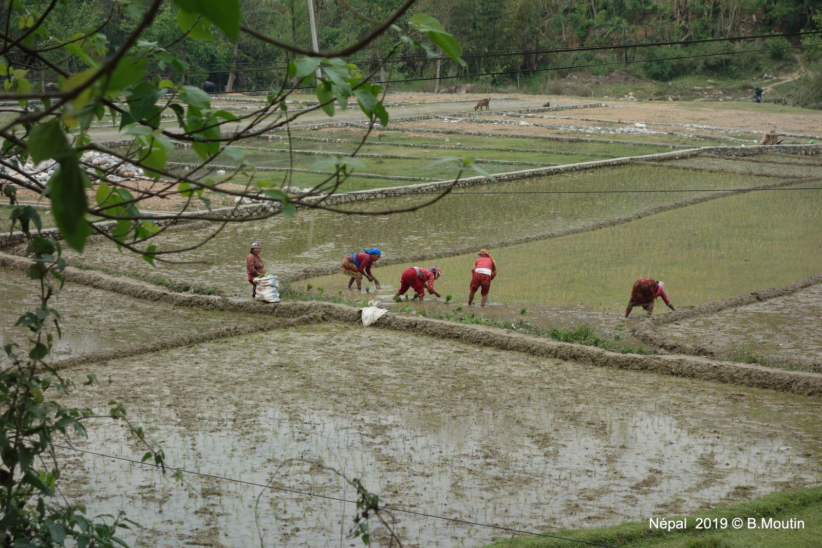 Les rizières dans la vallée de Katmandou