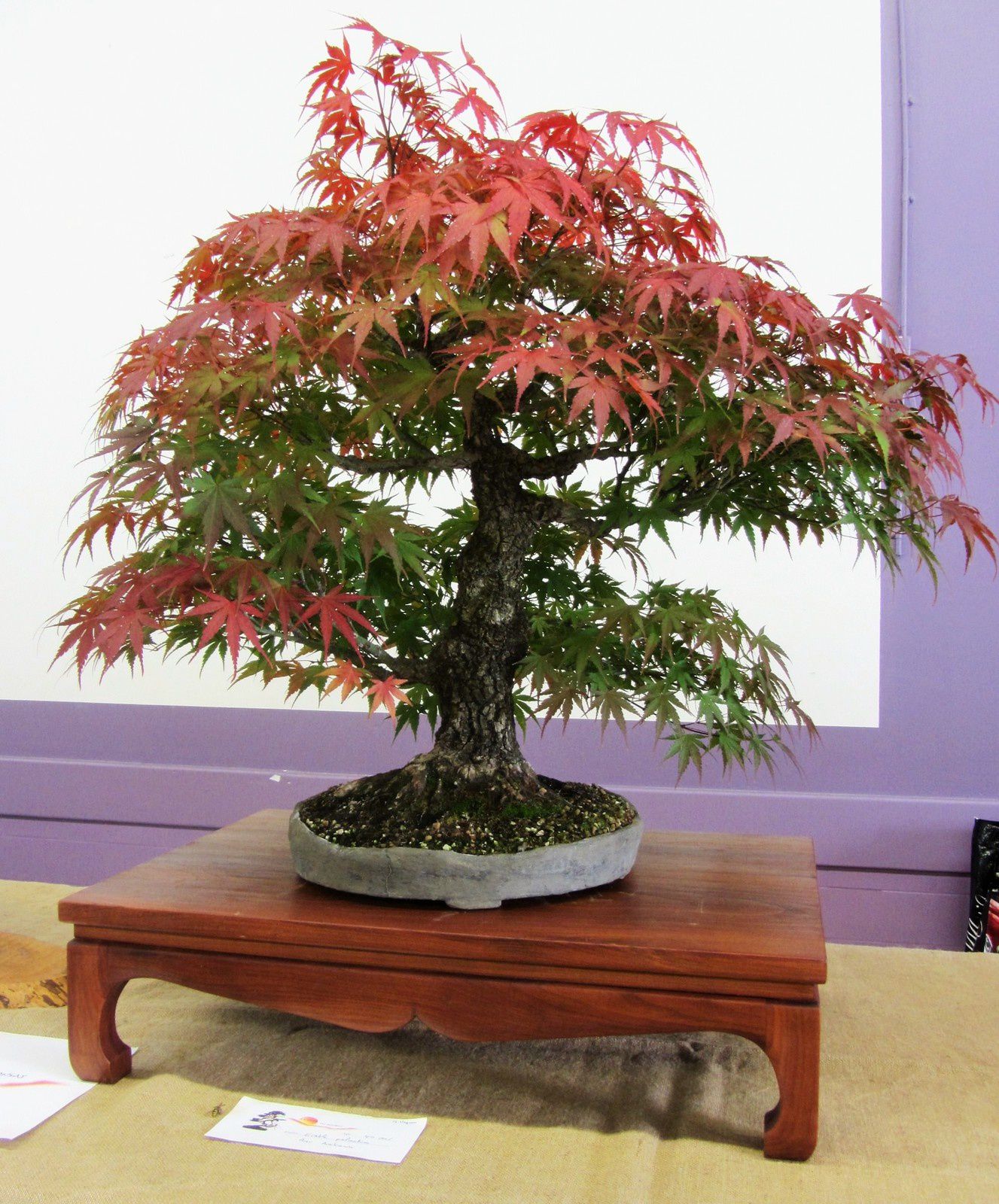 Nous avons pu admirer quelques beaux specimens de bonsaïs, comme ce magnifique érable paré de son habit d'automne.