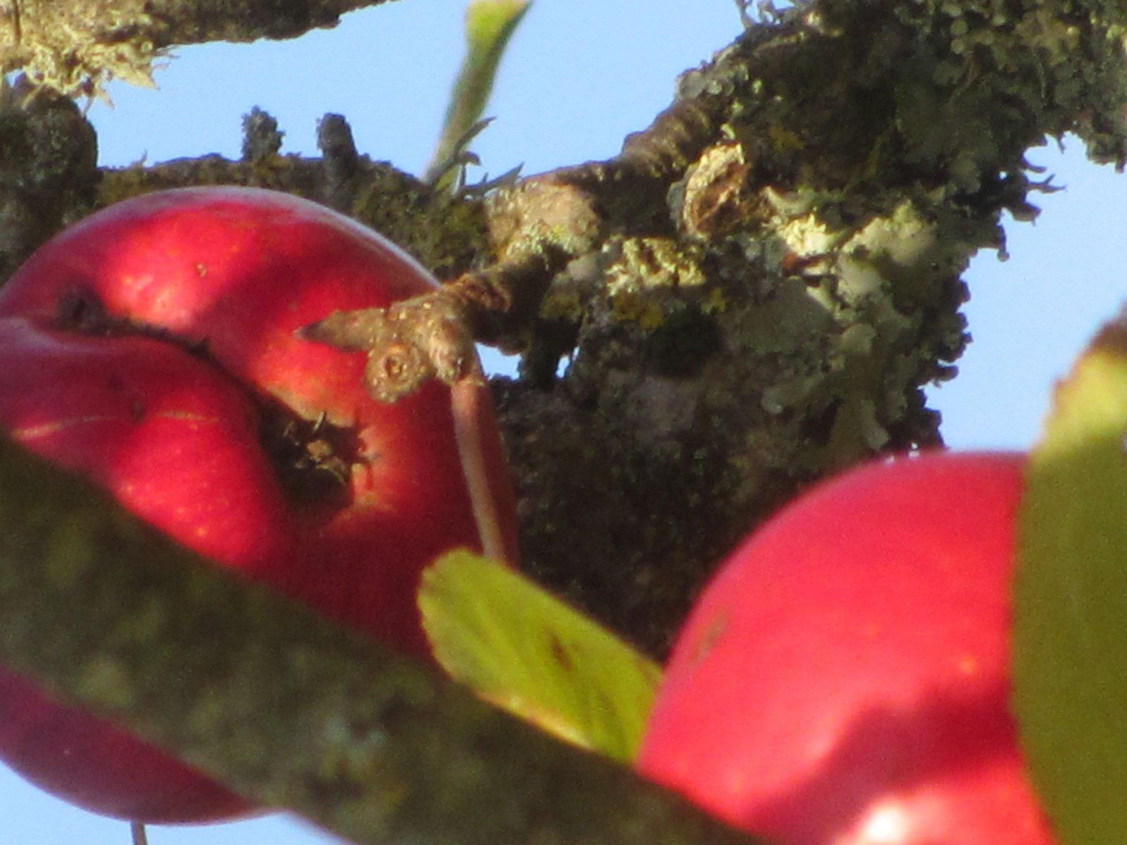 Les derniéres pommes attendent d'être récoltées.