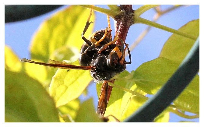 vient de capturer une mouche, quelque instant avant c'était une guêpe qui avait succombé.