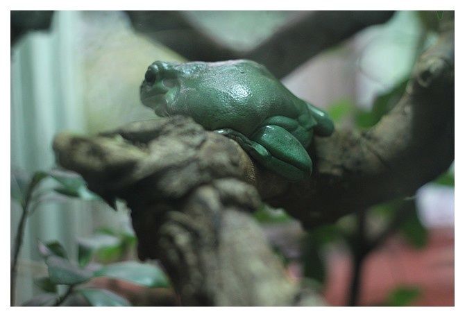 rainette caeruléenne .. Litoria caerlea ; classe des amphibiens ordre des anoures, famille des hylidés