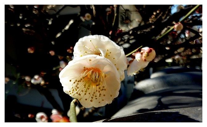 février 2013 : Tokyo, quartier Yanaka