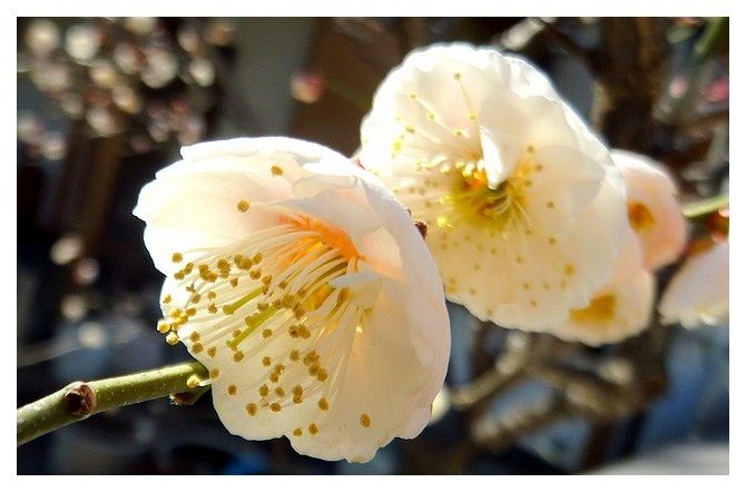 février 2013 : Tokyo, quartier Yanaka