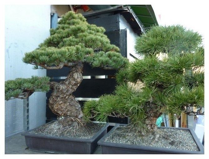 février 2013 : Tokyo, quartier Yanaka