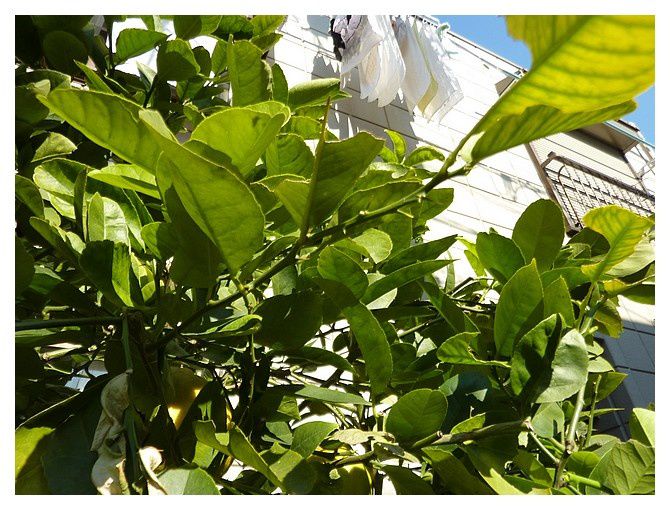 quels fruits ? ... fin février !