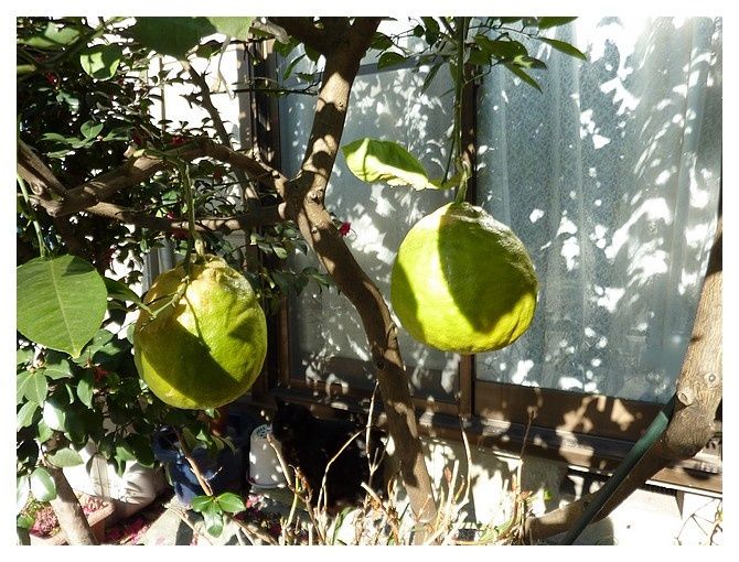 quels fruits ? ... fin février !