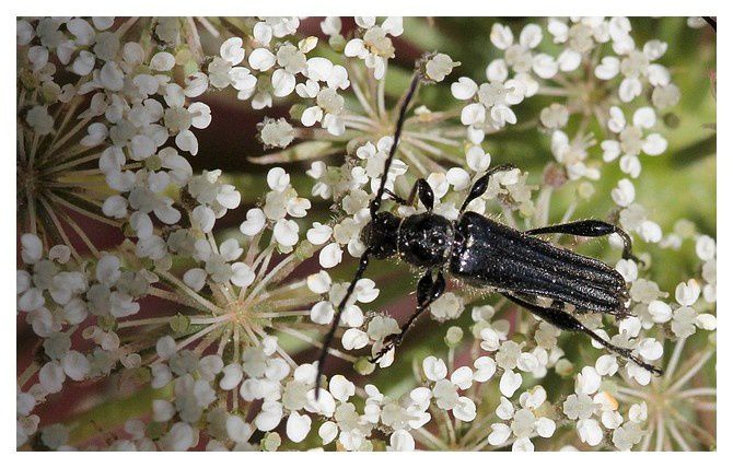 Stenopterus ater  femelle ; ordre des coléoptères, famille des cérambycidés