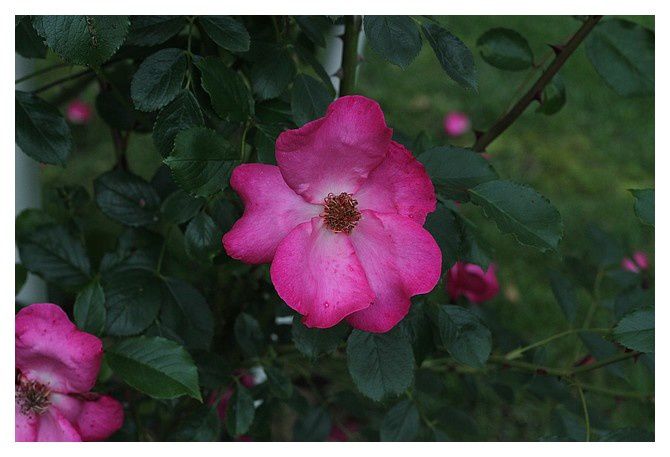 rose ...  Rosa roville   (rose ancienne); Ordre des Rosales Famille des Rosacées