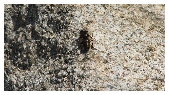 mouche ou syrphe à identifier