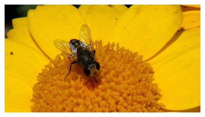 mouche à identifier