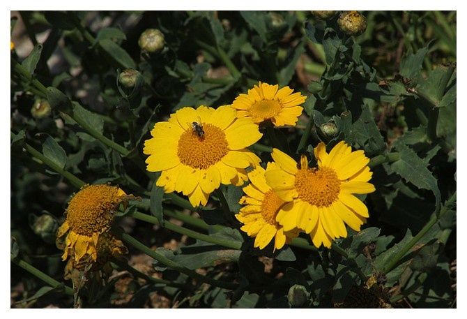 le Sillon de Talbert - Pleubian (22), juillet 2014